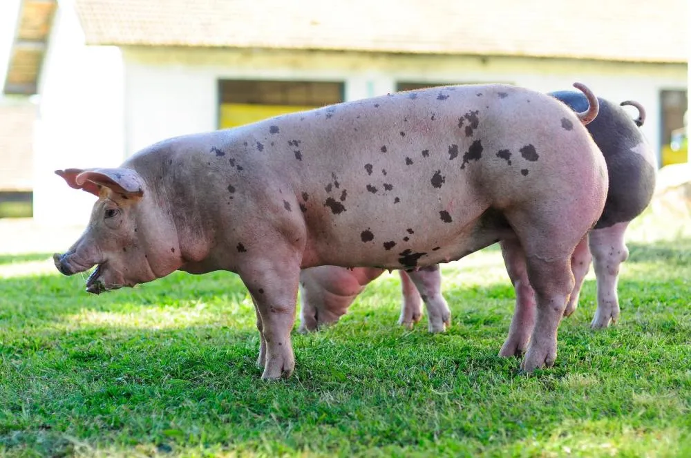 Suinocultura: O Caminho para o Sucesso Sustentável dos Pequenos Produtores em Santa Catarina